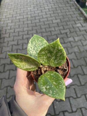 hoya parasitica splash