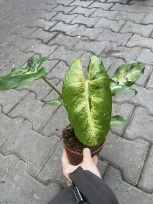 Philodendron Paraiso Verde Variegata