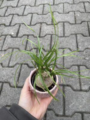 Beaucarnea recurvata – Nolina