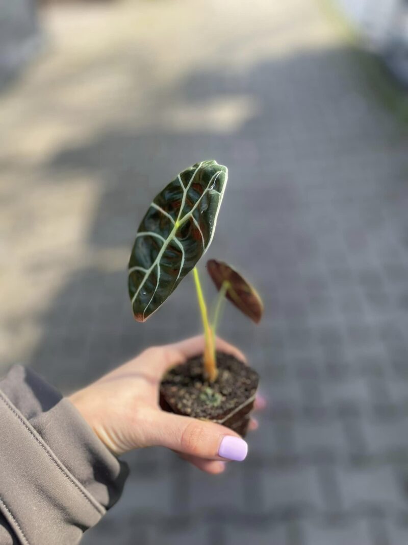 Alocasia Watsoniana Błyszcząca (Glossy)