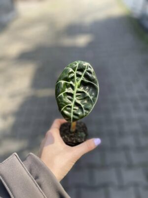 Alocasia Watsoniana Błyszcząca (Glossy)