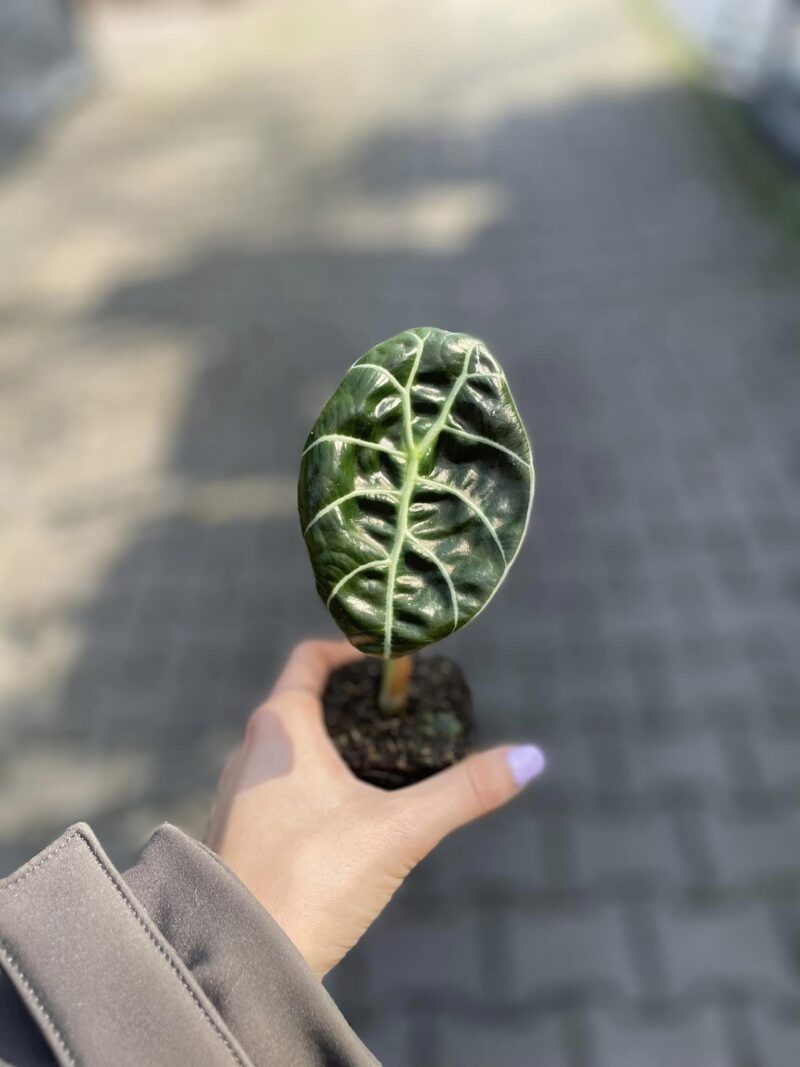 Alocasia Watsoniana Błyszcząca (Glossy)