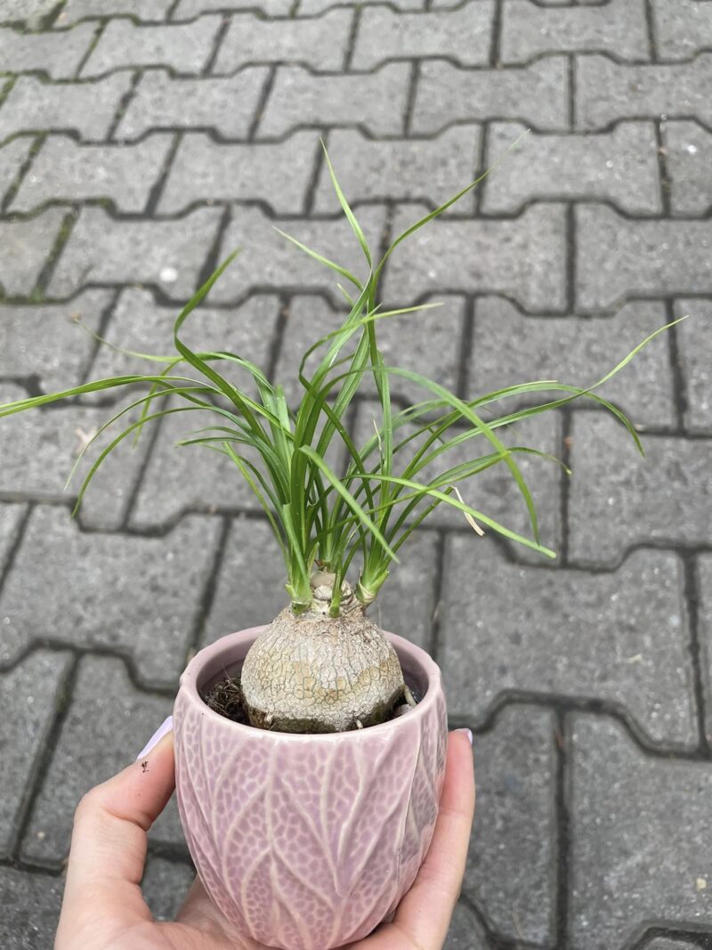 Beaucarnea recurvata – Nolina