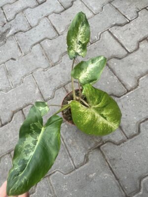 Philodendron Paraiso Verde Variegata