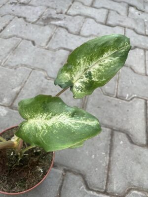 Philodendron Paraiso Verde Variegata
