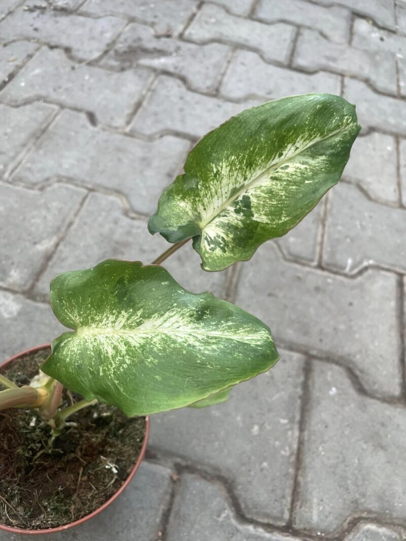 Philodendron Paraiso Verde Variegata
