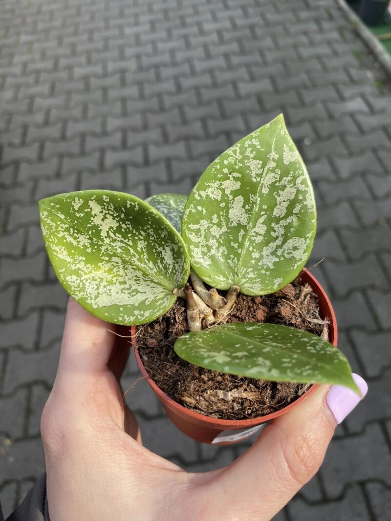 hoya parasitica splash