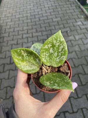 hoya parasitica splash
