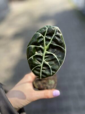 Alocasia Watsoniana Błyszcząca (Glossy)