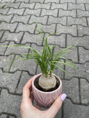 Beaucarnea recurvata – Nolina