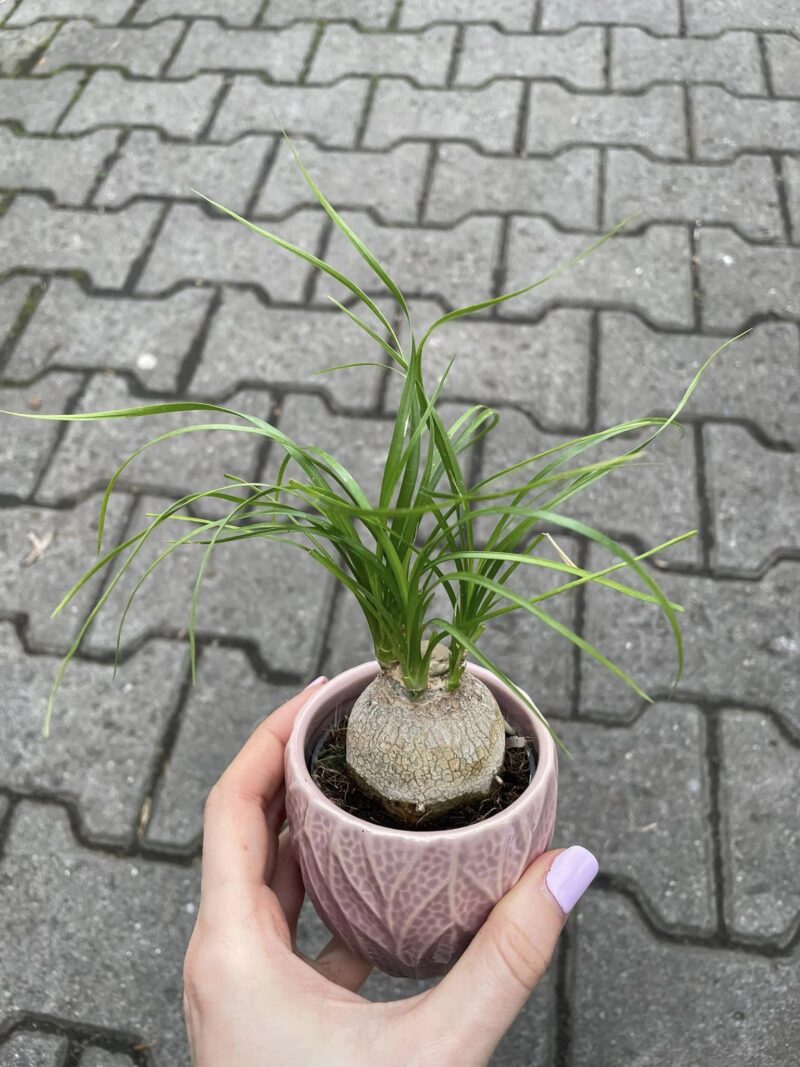 Beaucarnea recurvata – Nolina