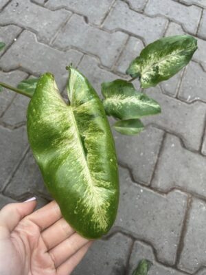 Philodendron Paraiso Verde Variegata