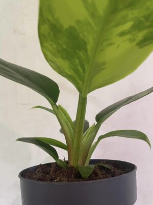 Philodendron Green Princess Variegata