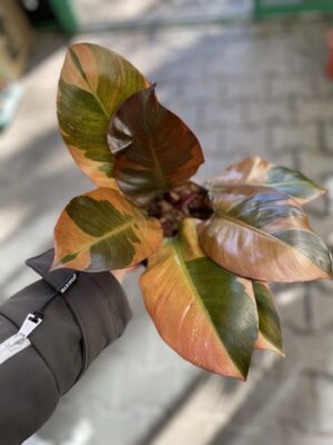 Philodendron Black Cardinal Variegata