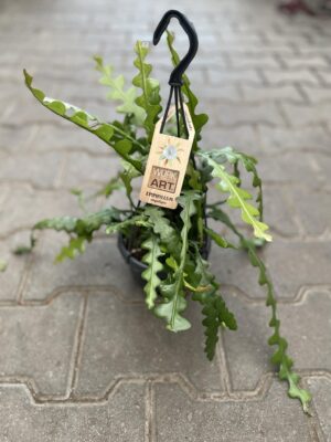 Epiphyllum Anguliger