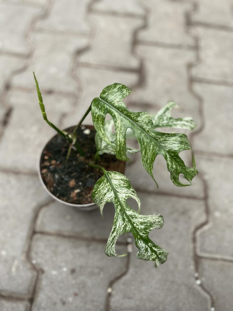 Epipremnum White Flame