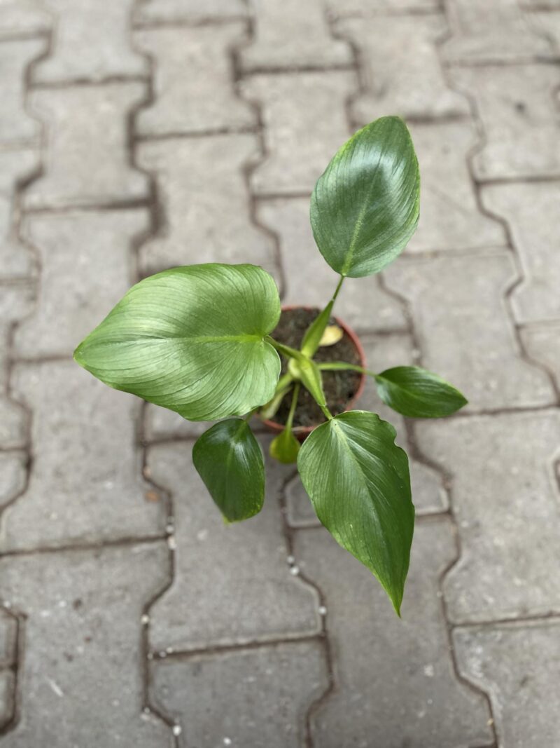 Philodendron warscewiczii