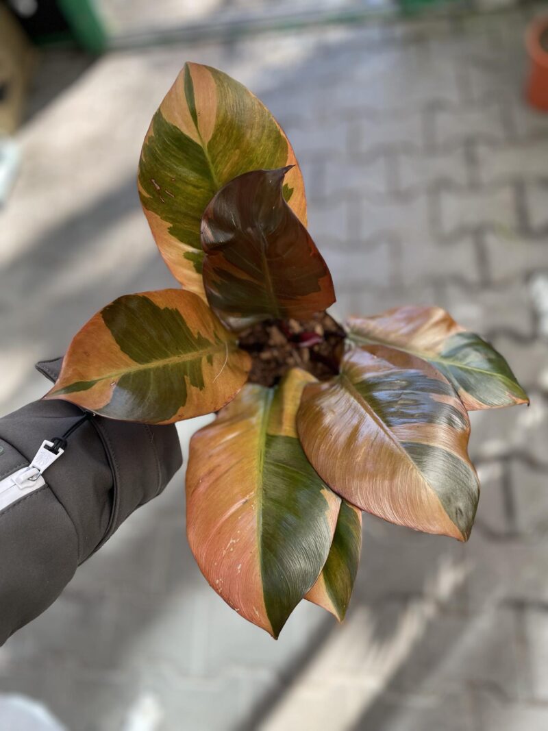 Philodendron Black Cardinal Variegata