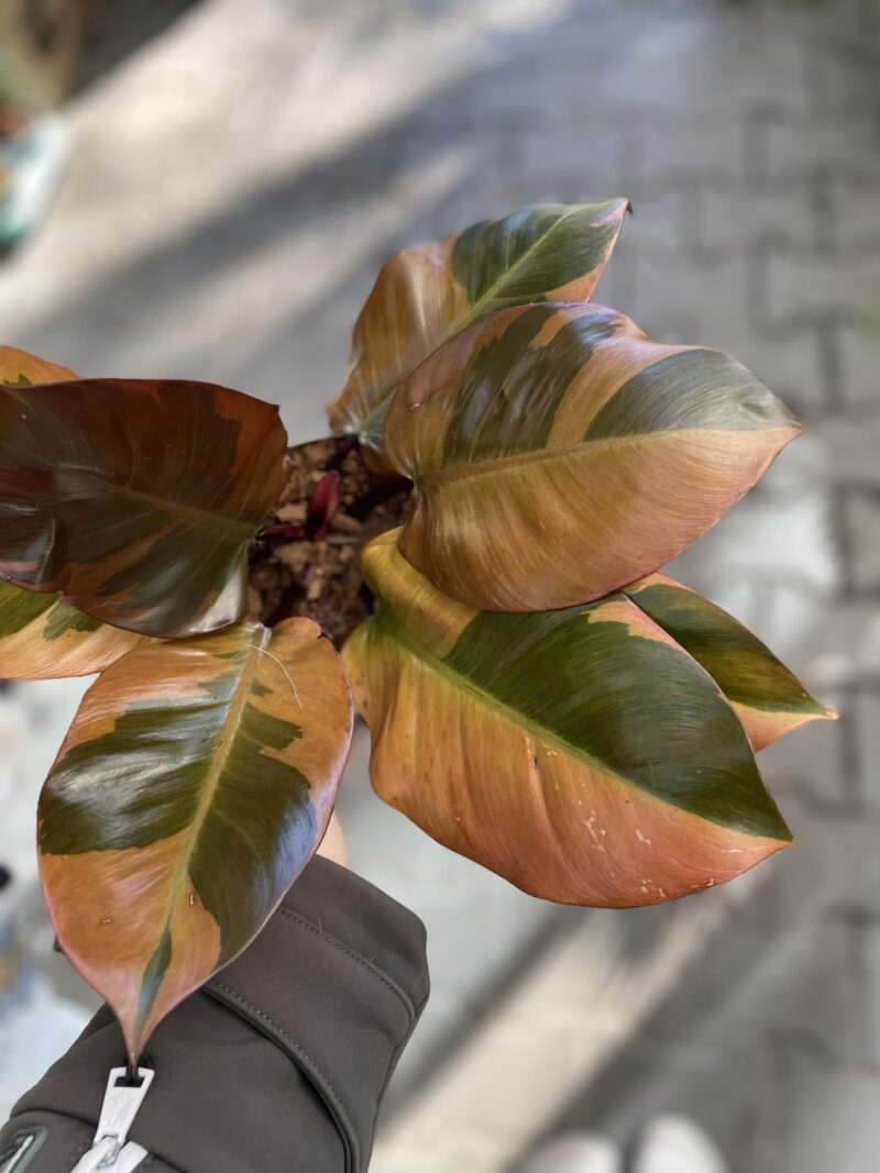 Philodendron Black Cardinal Variegata