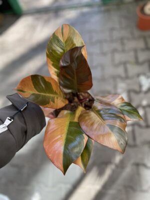 Philodendron Black Cardinal Variegata