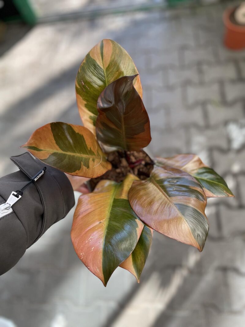 Philodendron Black Cardinal Variegata
