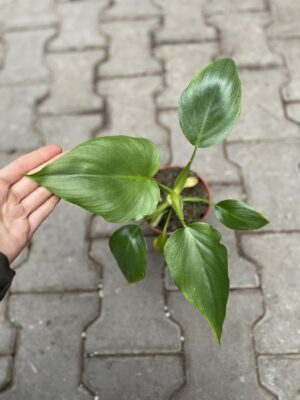 Philodendron warscewiczii
