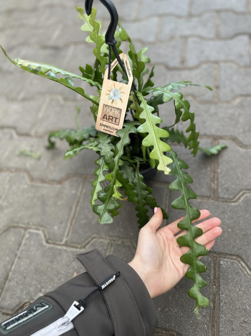 Epiphyllum Anguliger