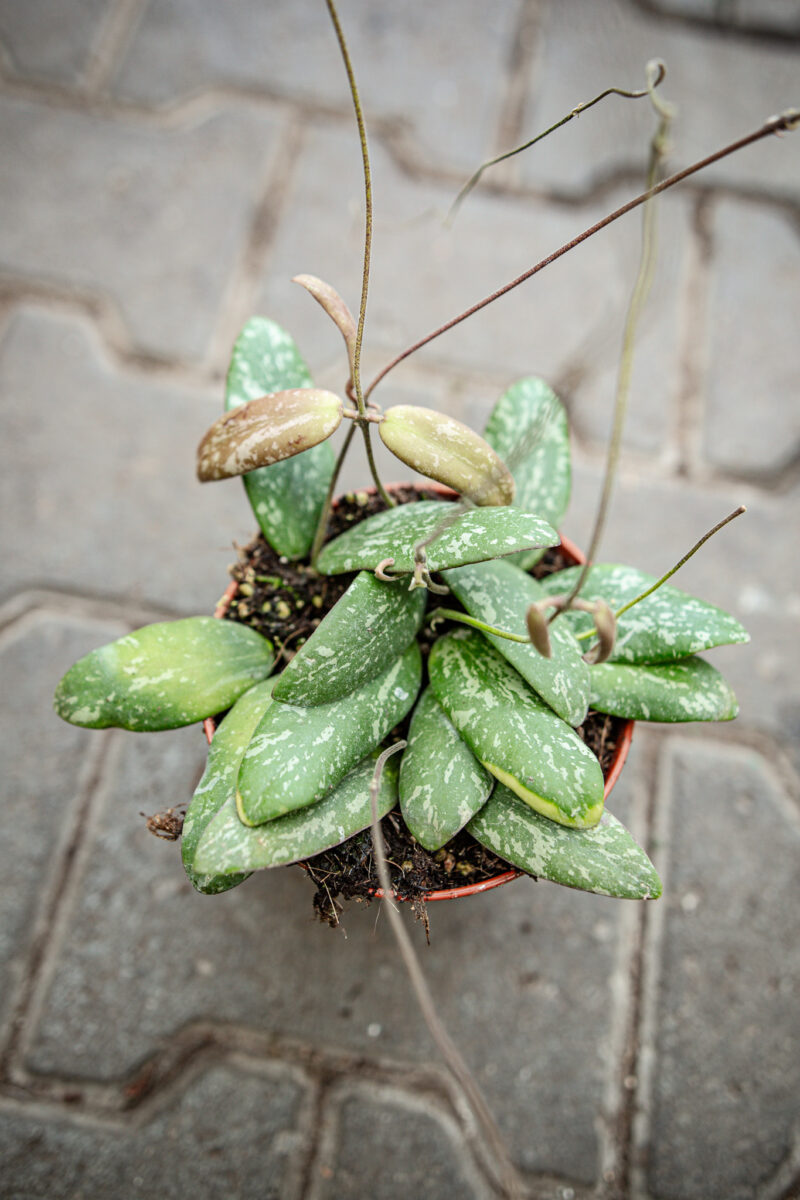hoya sigillatis round leaf