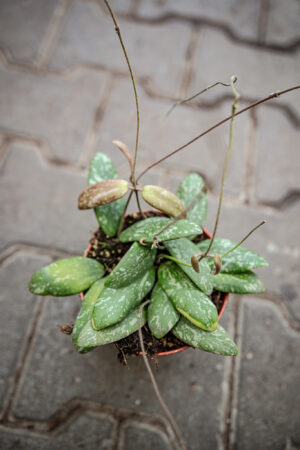 hoya sigillatis round leaf