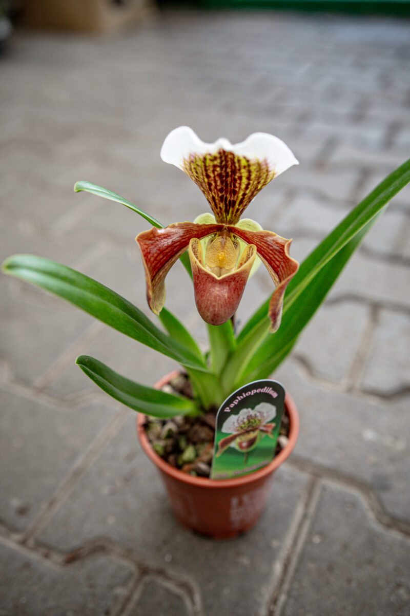 Storczyk Paphiopedilum American Hybrid