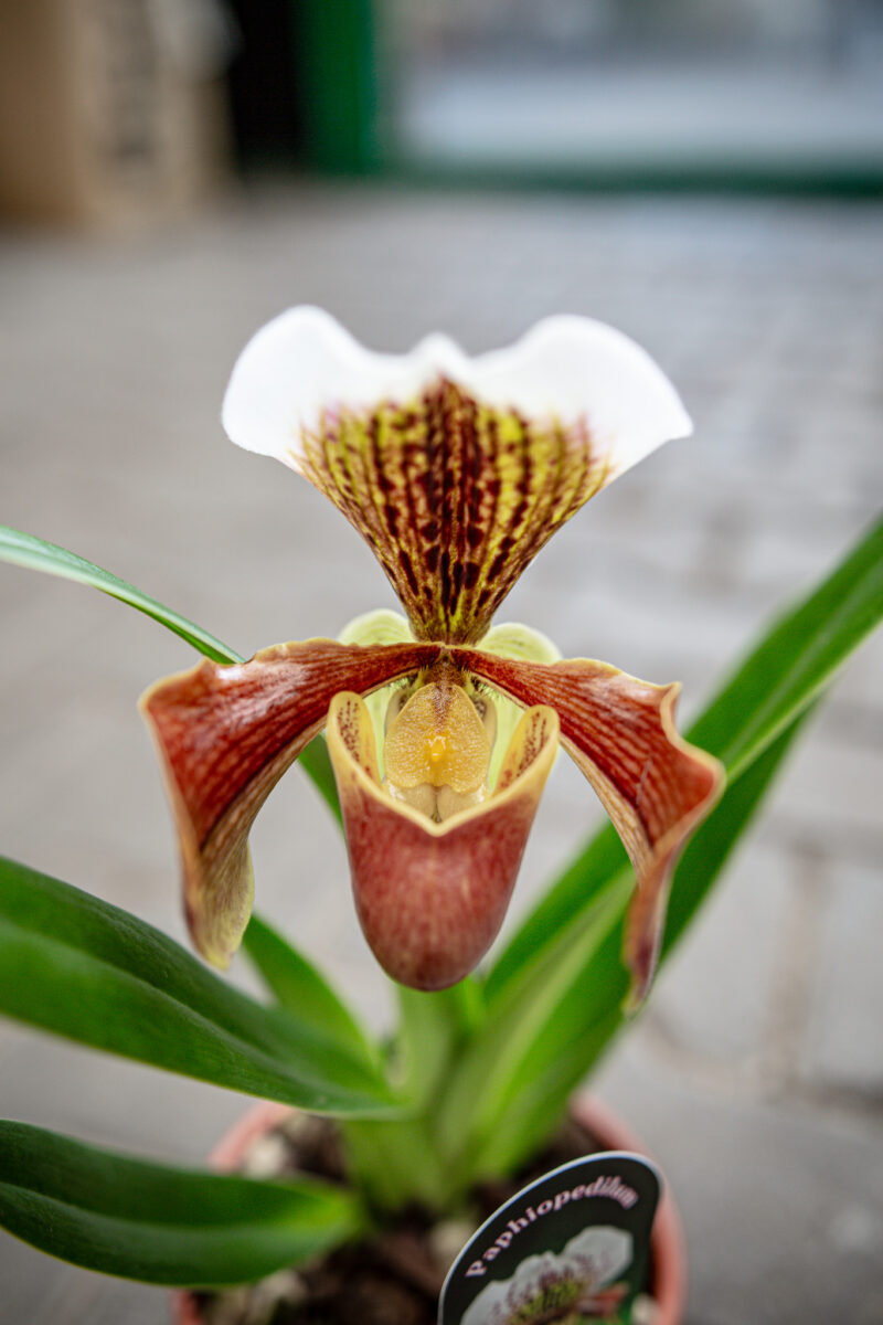 Storczyk Paphiopedilum American Hybrid