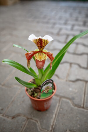 Storczyk Paphiopedilum American Hybrid
