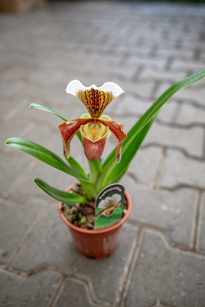 Storczyk Paphiopedilum American Hybrid