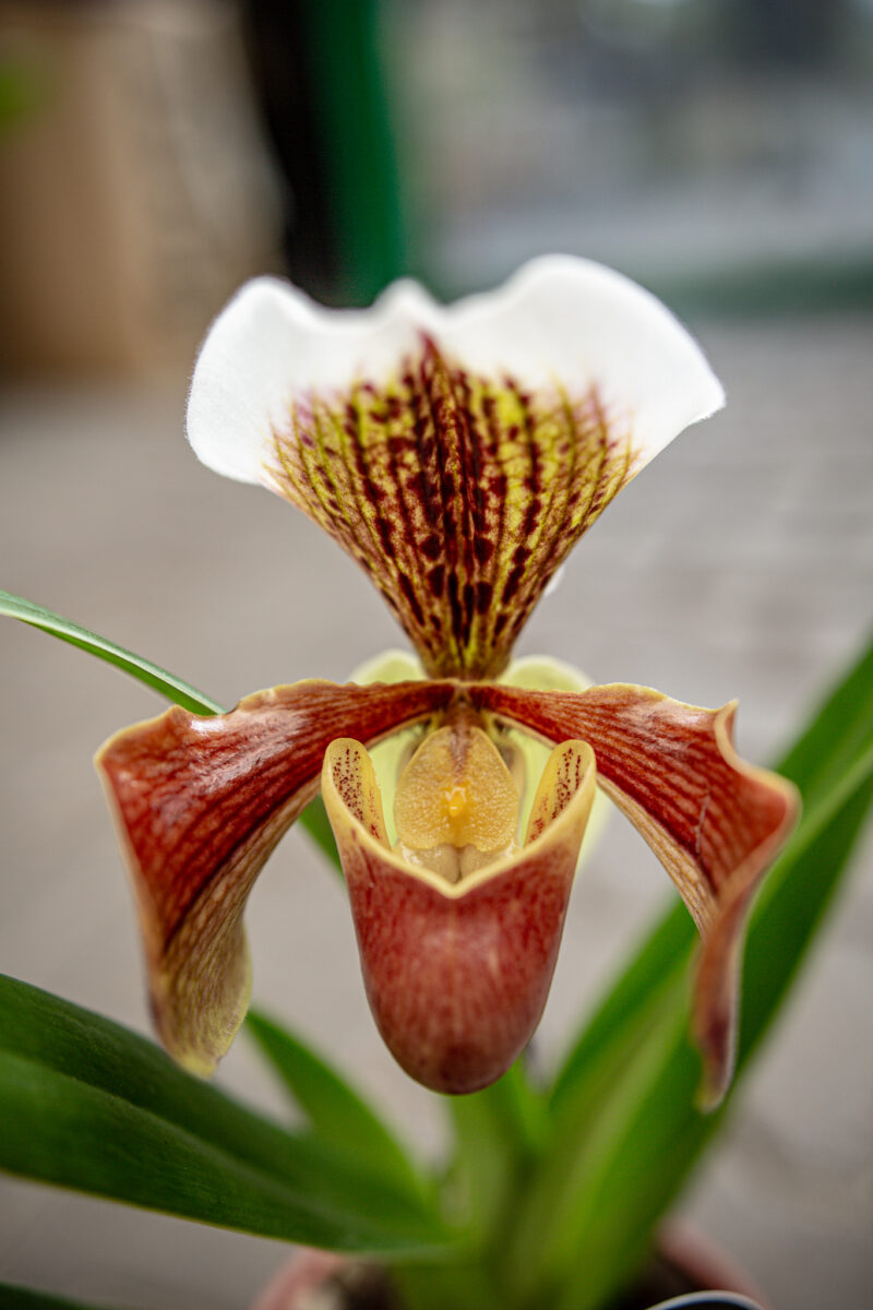 Storczyk Paphiopedilum American Hybrid