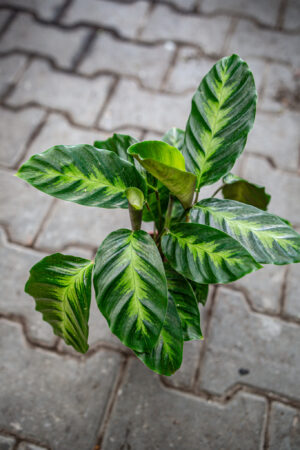 Calathea misto