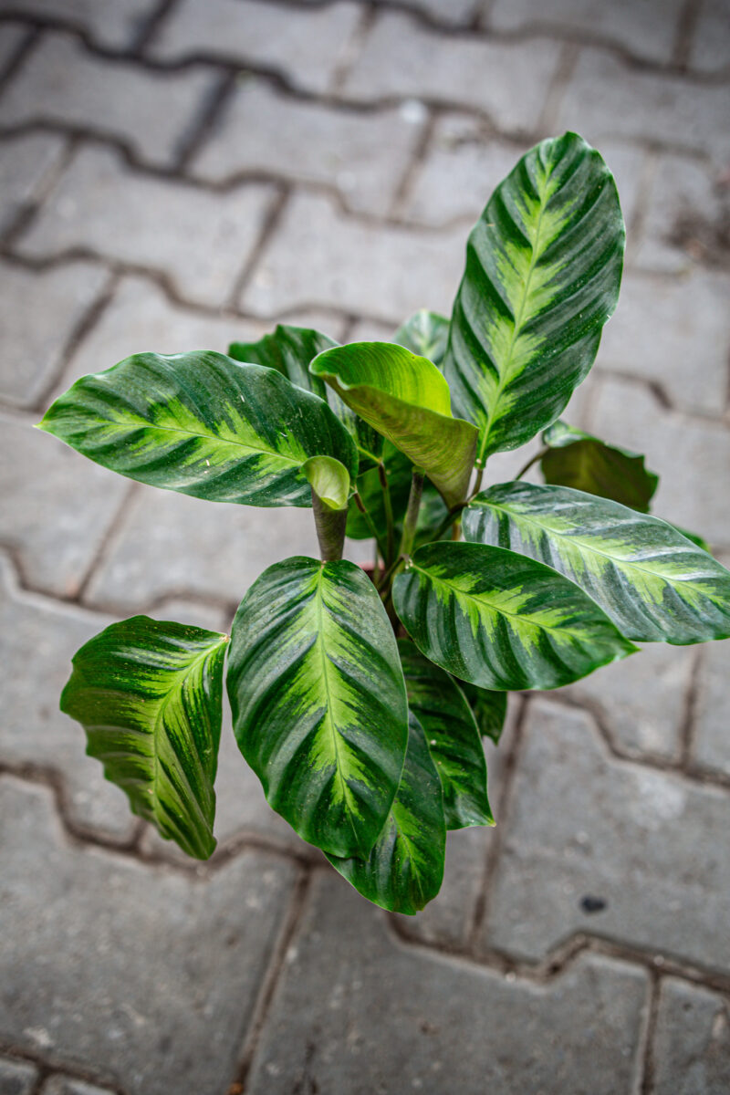 Calathea misto