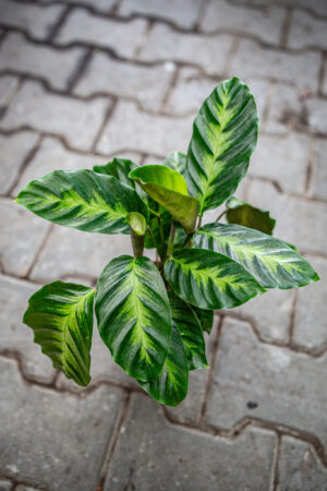 Calathea misto