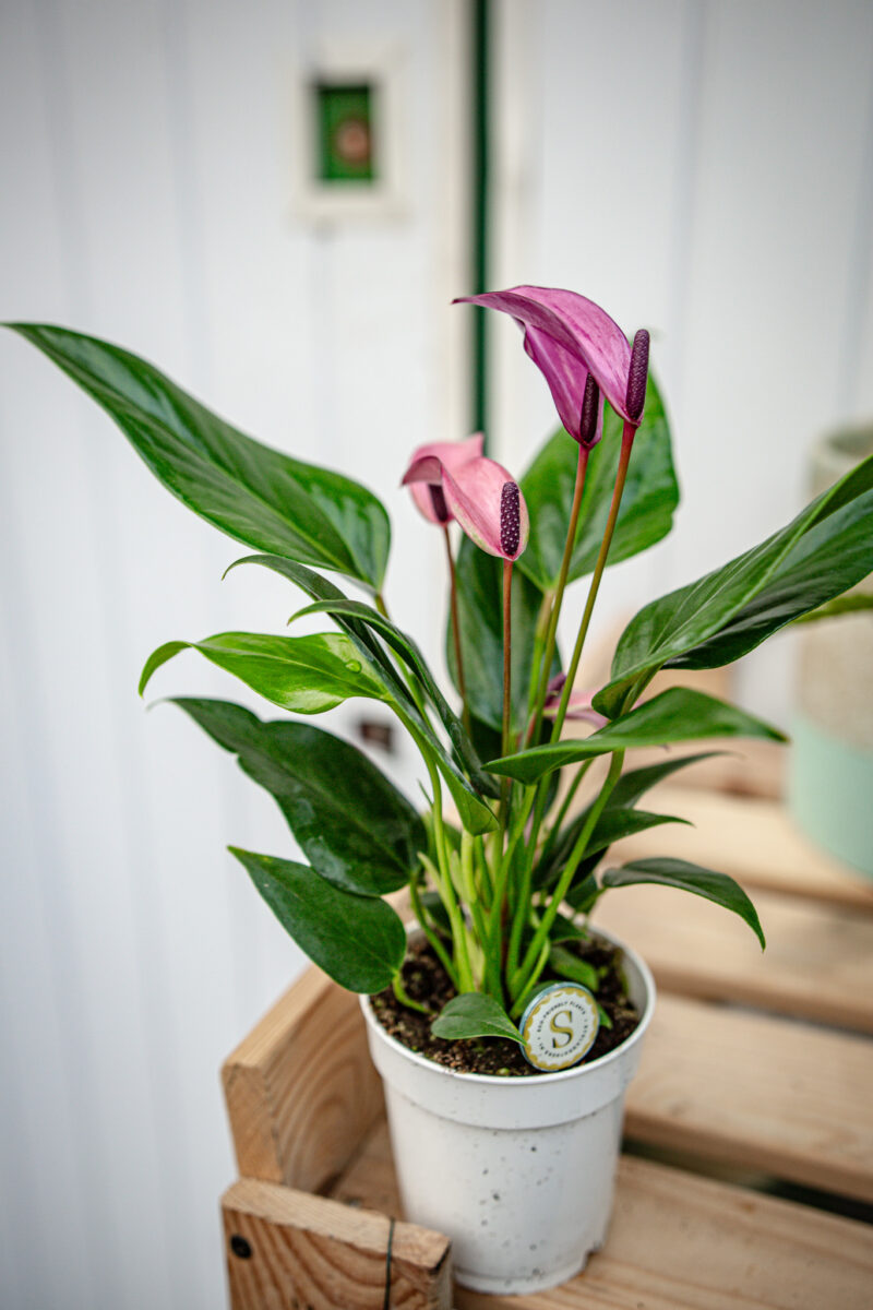 Anthurium Zizou Anthurium Zizou