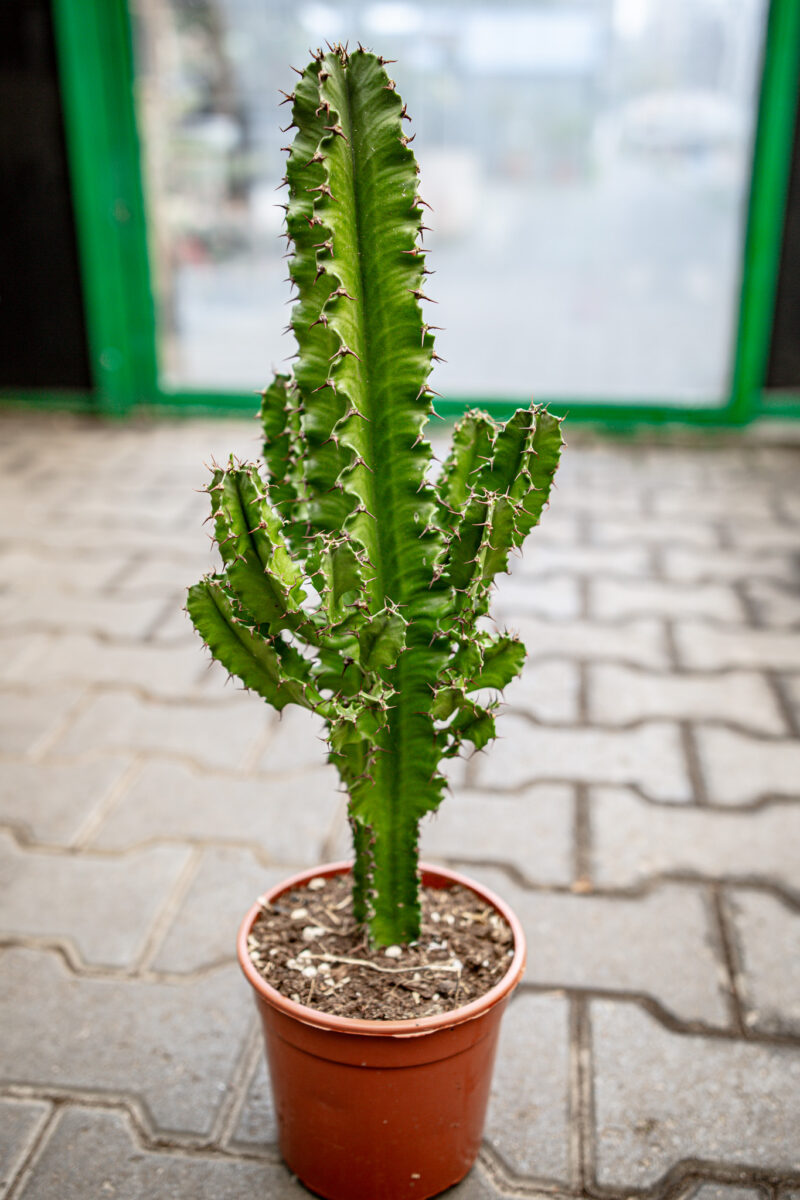 Wilczomlecz Euphorbia ingens Eritrea