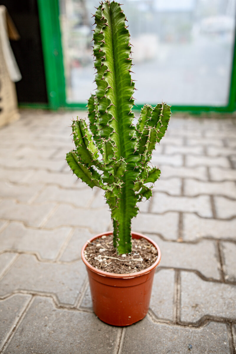 Wilczomlecz Euphorbia ingens Eritrea