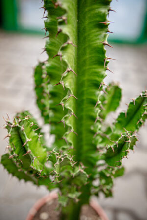 Wilczomlecz Euphorbia ingens Eritrea