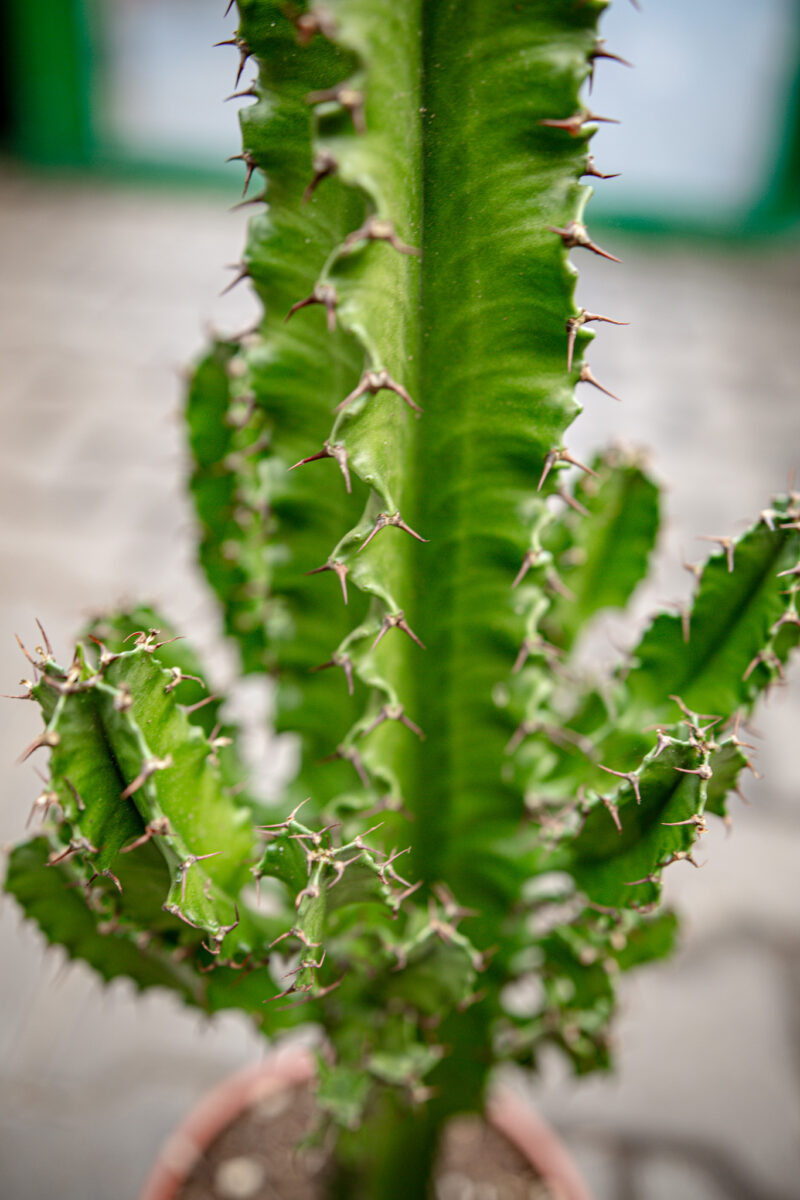 Wilczomlecz Euphorbia ingens Eritrea