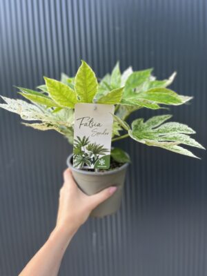 Fatsia japonica variegata
