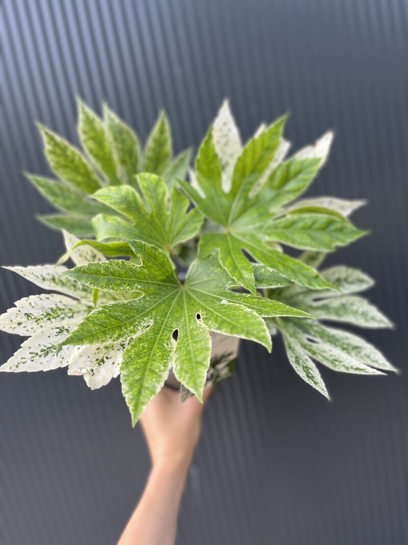 Fatsia japonica variegata
