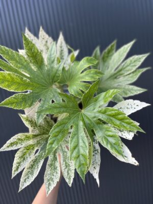 Fatsia japonica variegata