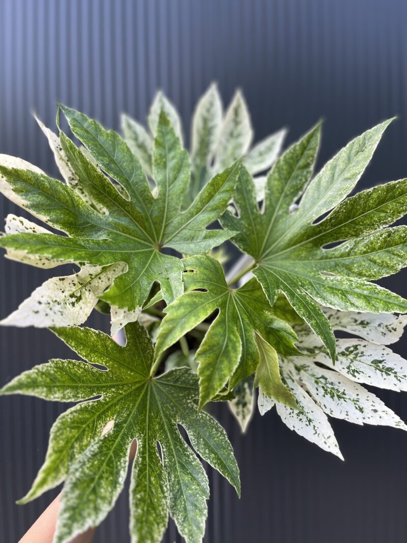 Fatsia japonica variegata