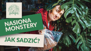 Monstera Deliciosa | Nasiona