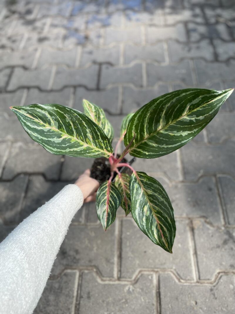 aglaonema dreamcatcher