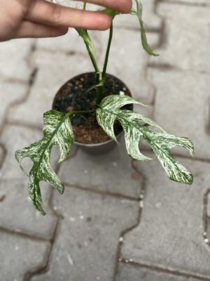 Epipremnum White Flame