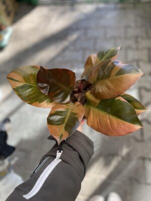 Philodendron Black Cardinal Variegata
